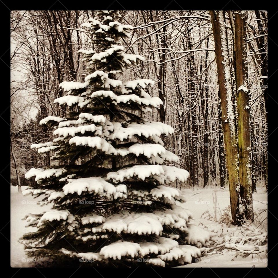 winter winter. pine tree in my backyard covered in snow