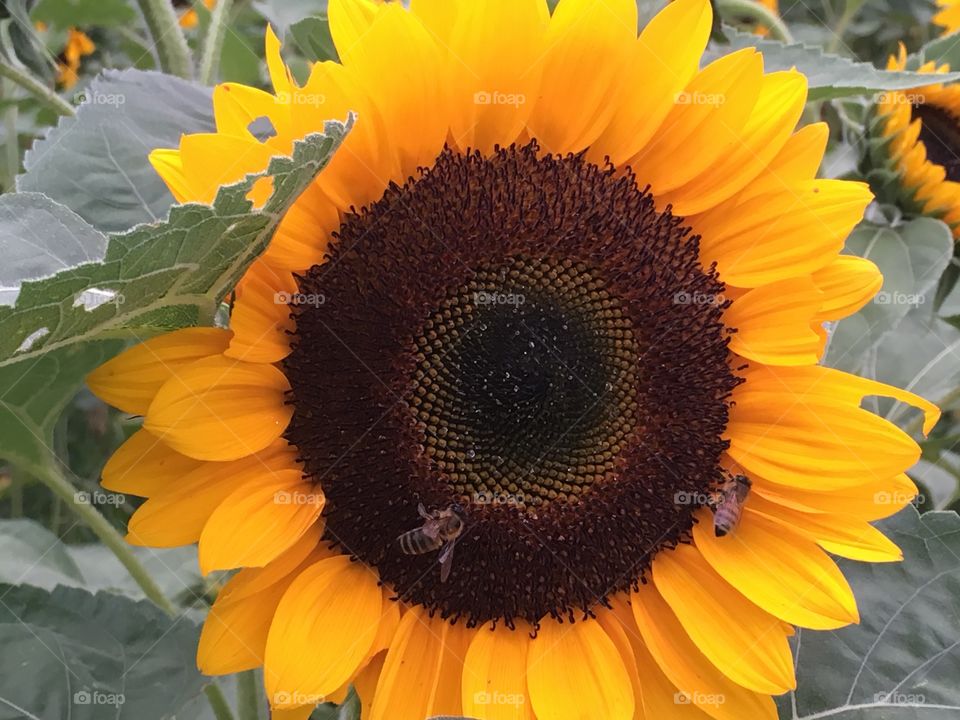 A beautiful sunflower.