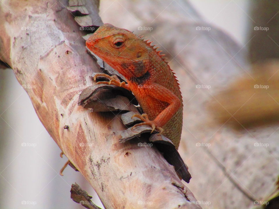 The oriental garden lizard, eastern garden lizard, bloodsucker or changeable lizard (Calotes versicolor) is an agamid lizard found widely distributed in indo-Malaya