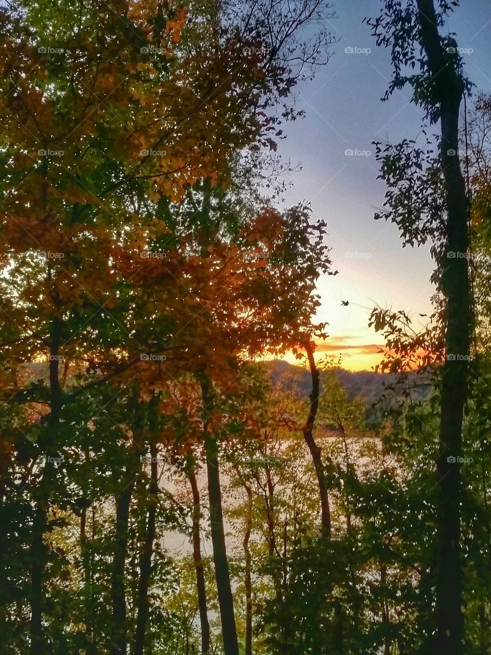 Fall foliage at sunset.. Fall foliage overlooking the river at sunset.