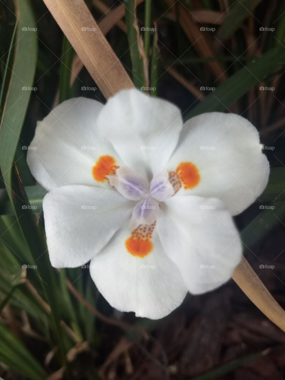 white flower