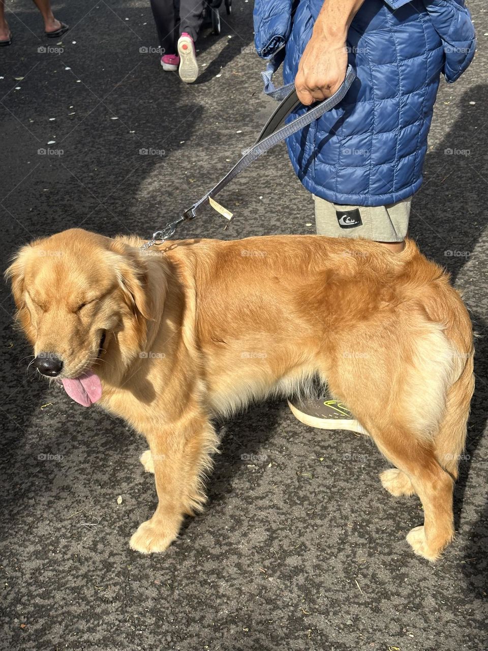 Golden retriever takes a moment to pause and rest while on a walk with owner on a leash