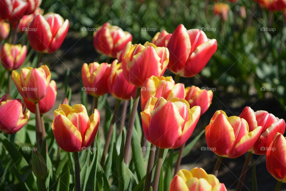 Red and yellow tulips 