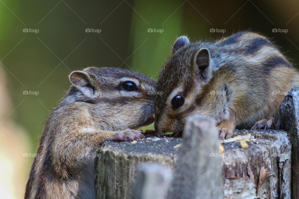 Chipmunk whisperer