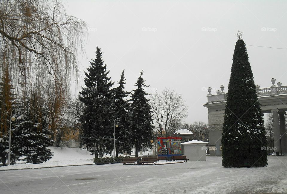 Winter, Snow, Tree, No Person, Fog