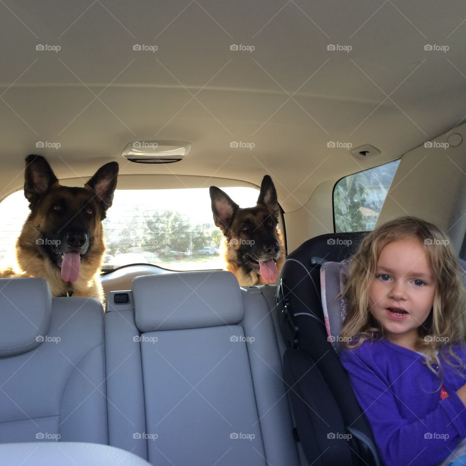 German shepherds in the trunk of a car :)