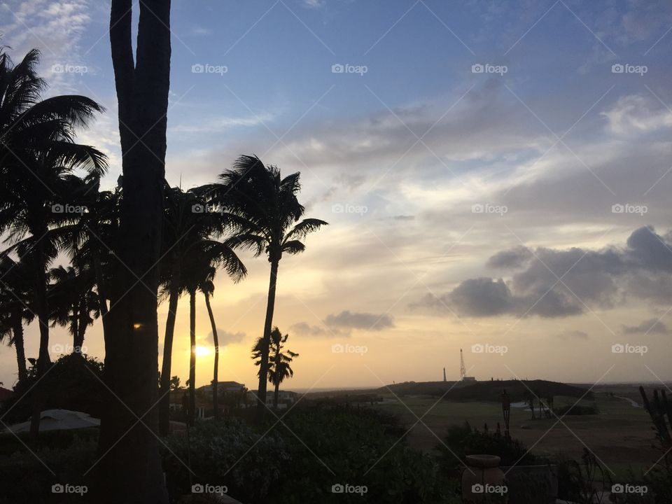Palm tree at sunset. Palm tree at sunset