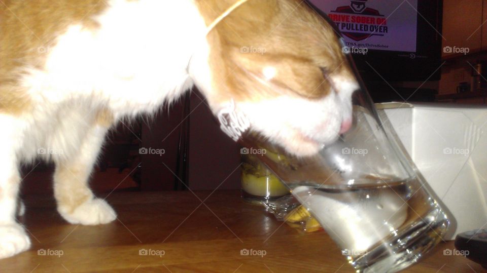 Thirsty kitty