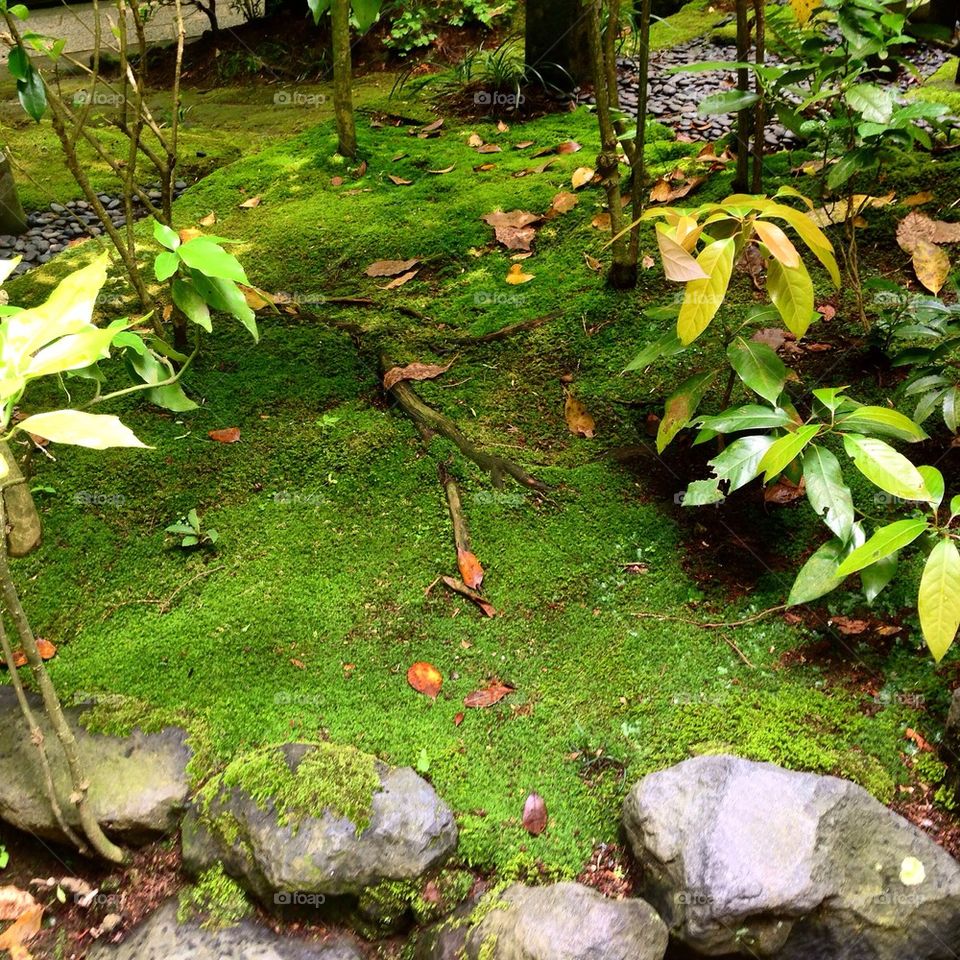 The Beautiful Garden