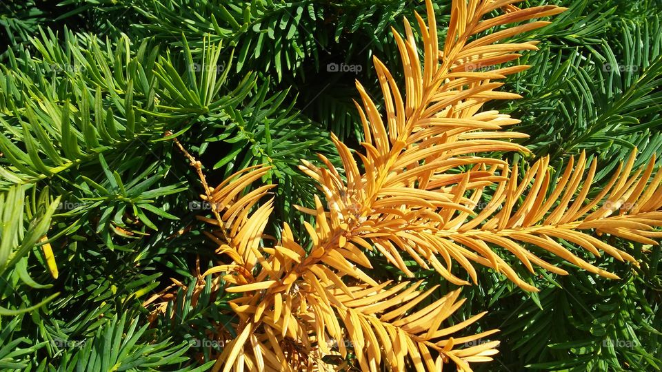 Close-up of pine cone tree