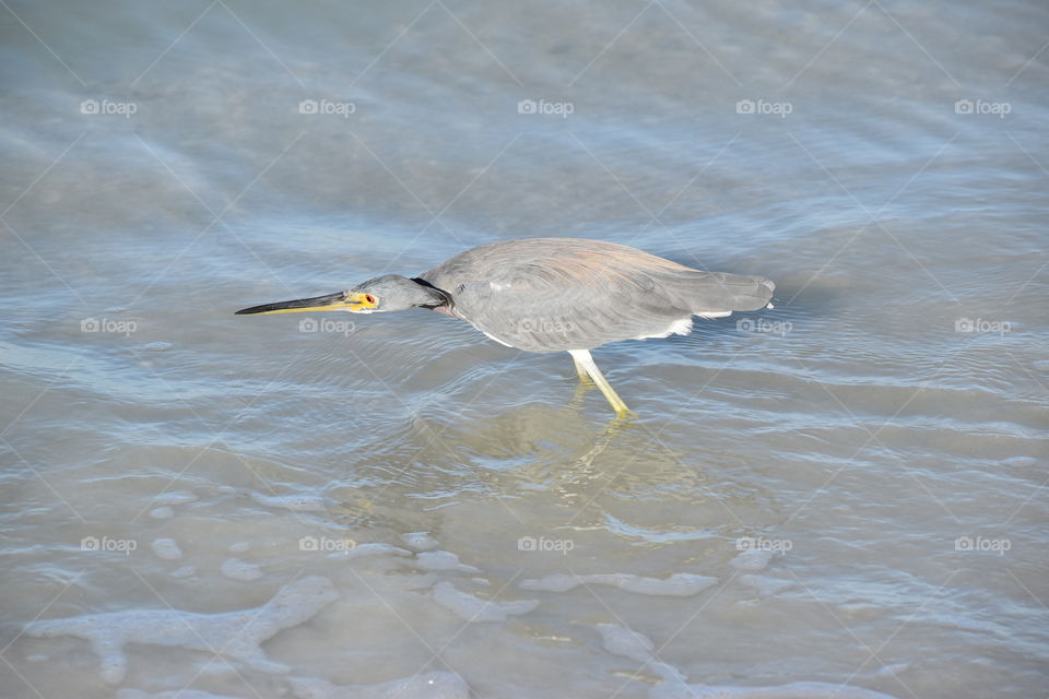 Heron fishing