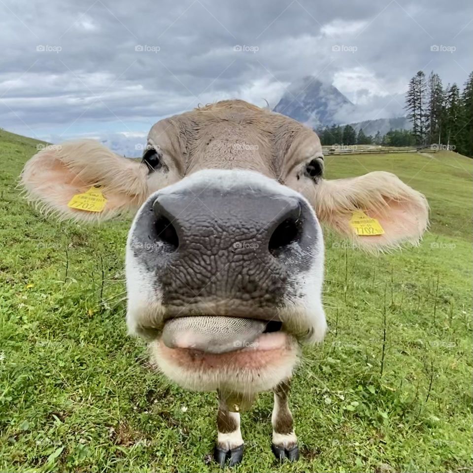 Friendly Alpine cow