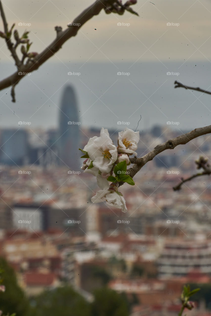 Close-up of flower in Barcelona