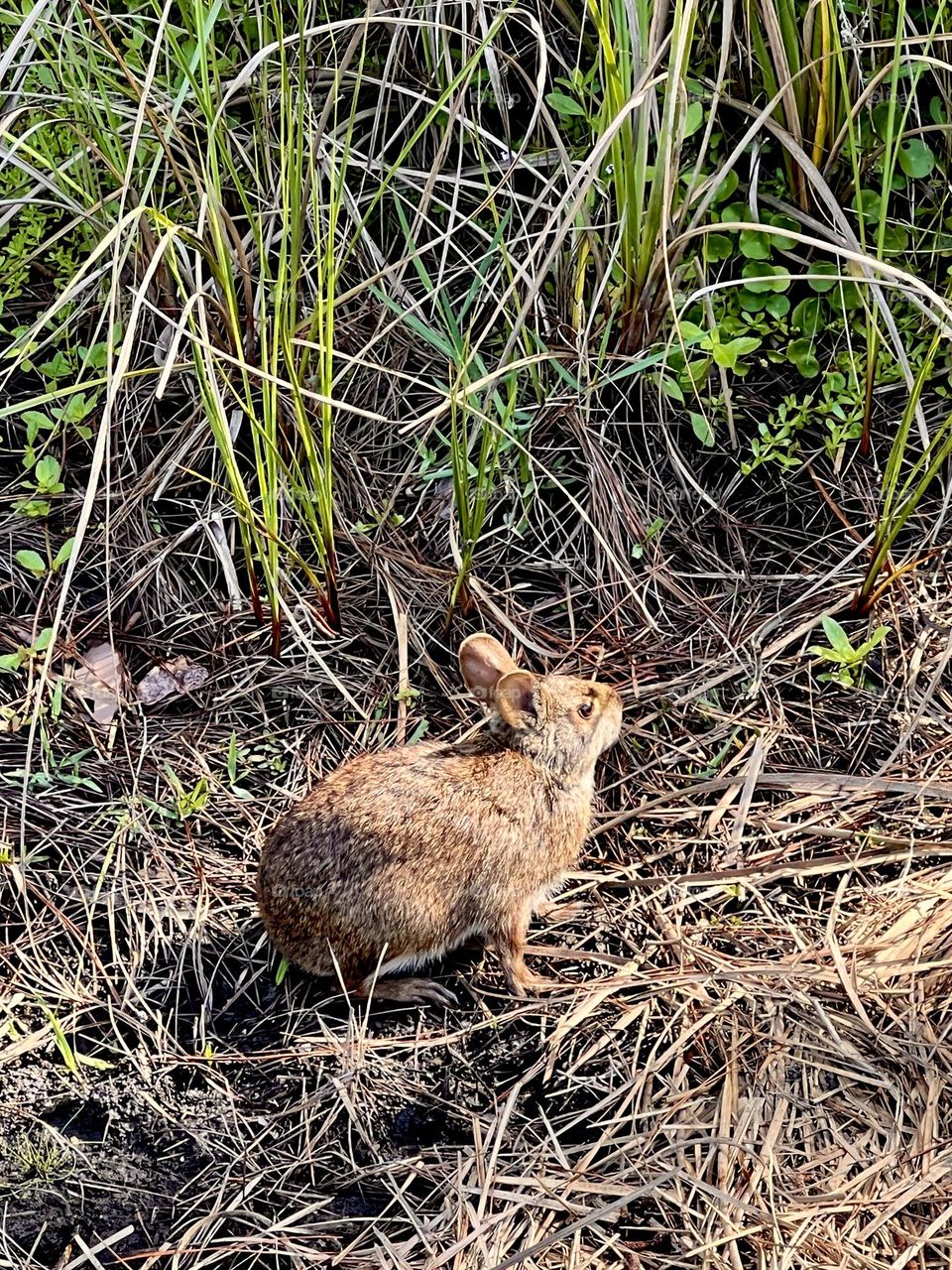 Eastern cottontail wild rabbit sitting in morning sunlight by tall grasses