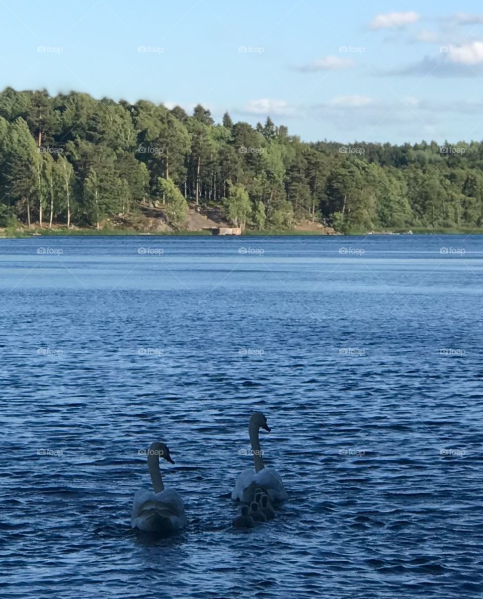 Swan family.