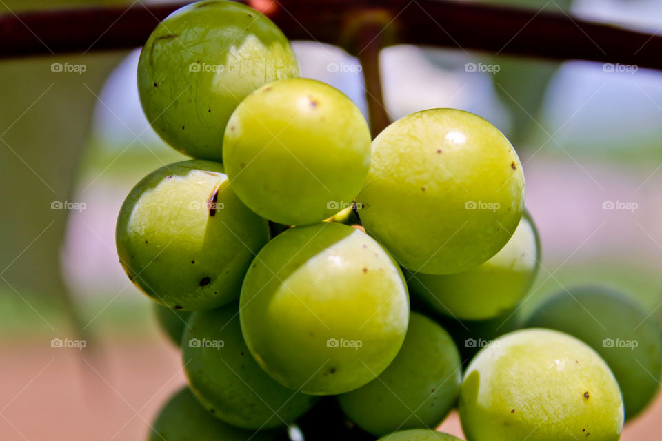 Grapes