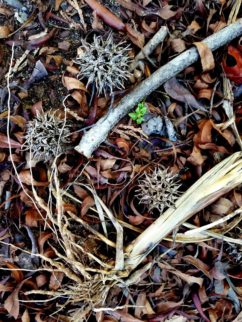 looking down.  leaves, branches and seeds.