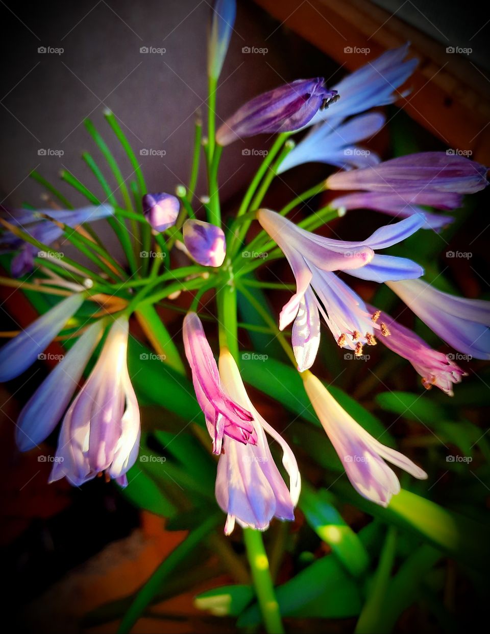 winter flowers - sunlit multicolor  fading flowers of blue agapanthus