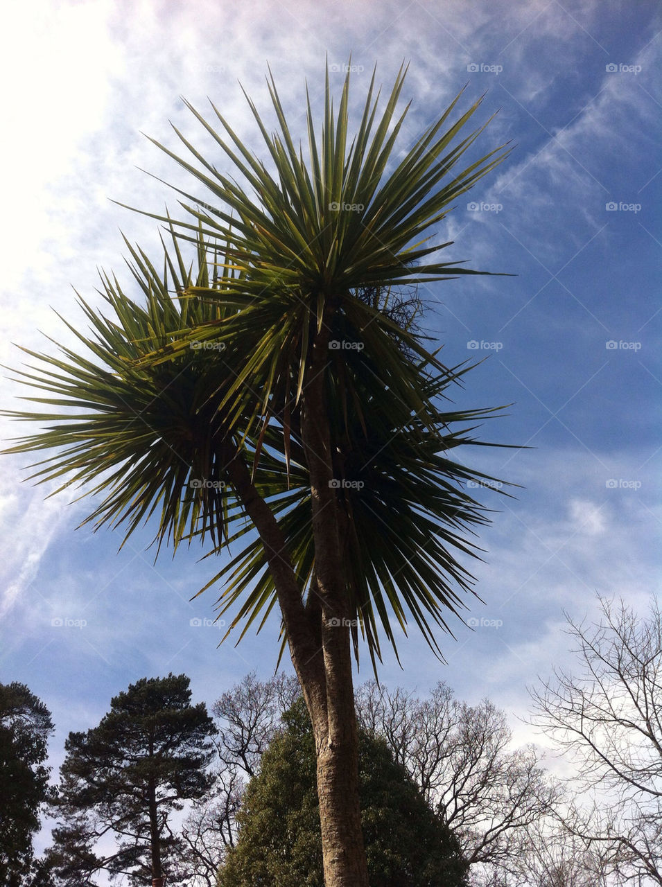 Palm sunnyday