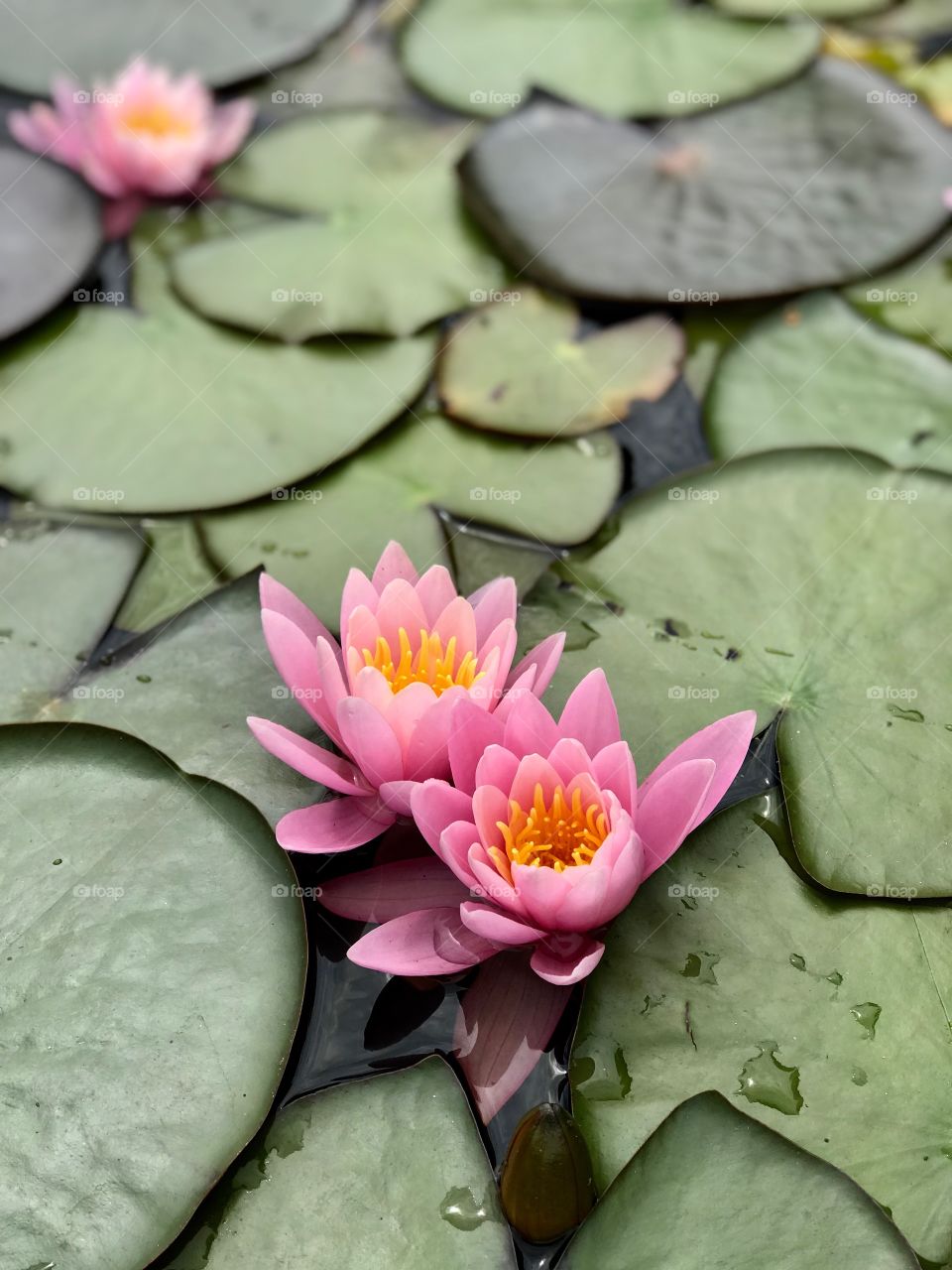 beautiful nature on the water