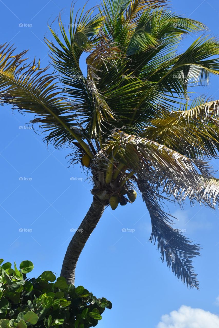 Prickly Pear Island Palm