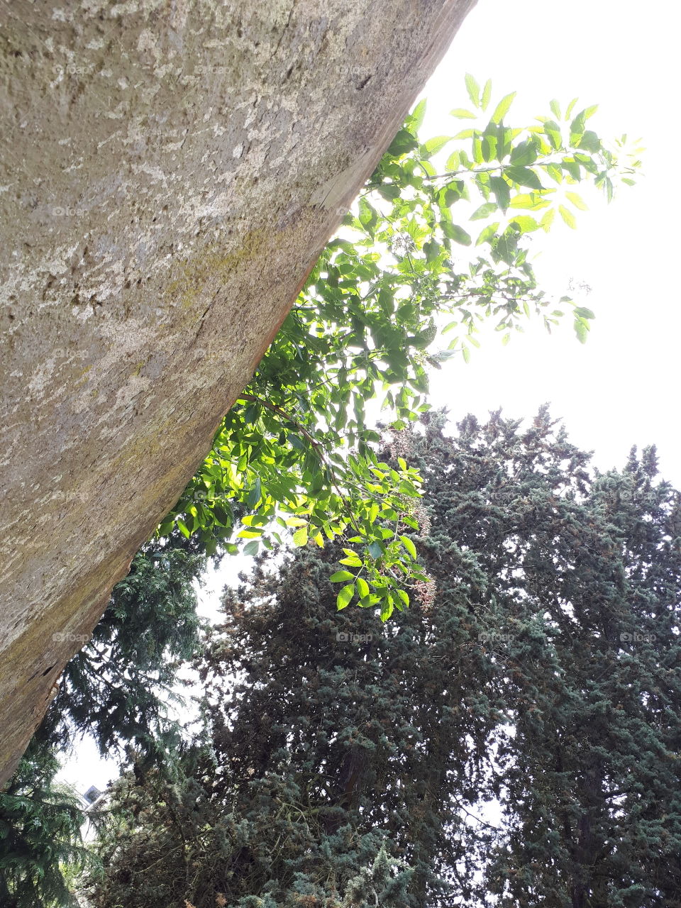 Green bush on the wall