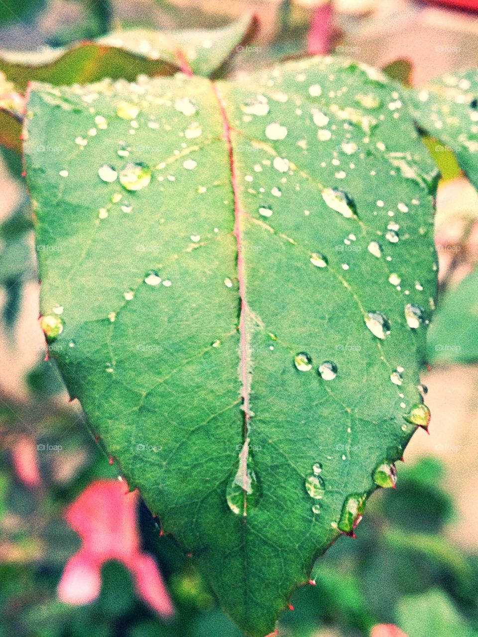 Leaf