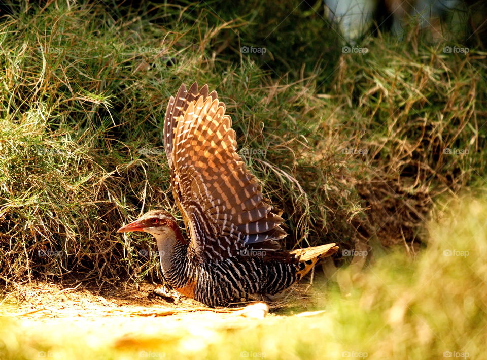 Buff-banded Rail