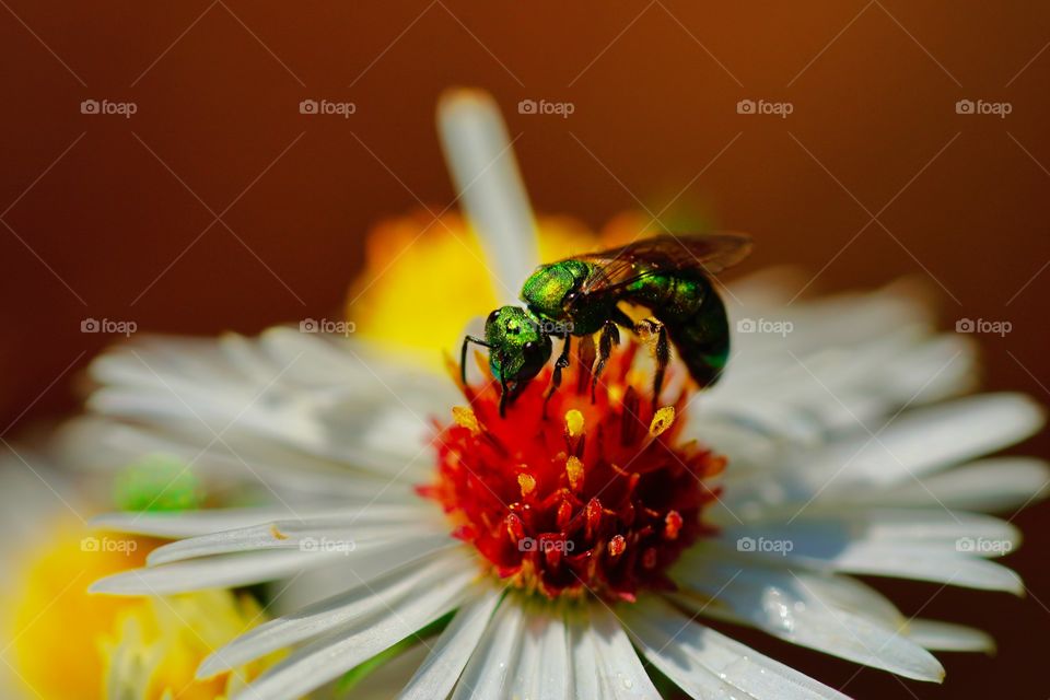 bee