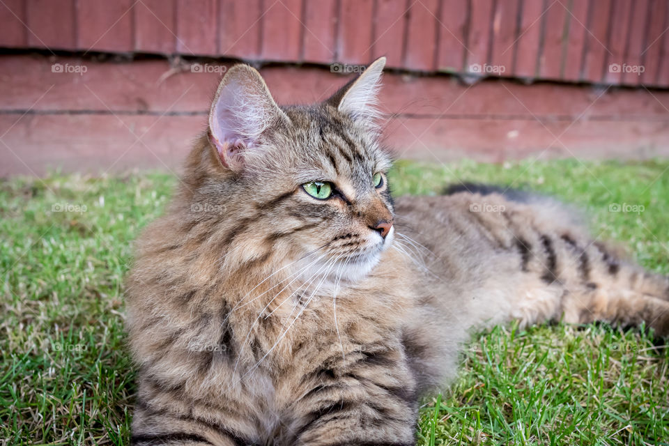 Long Haired Tabby Cat Laying On A Grass Lawn Looking To The Right.