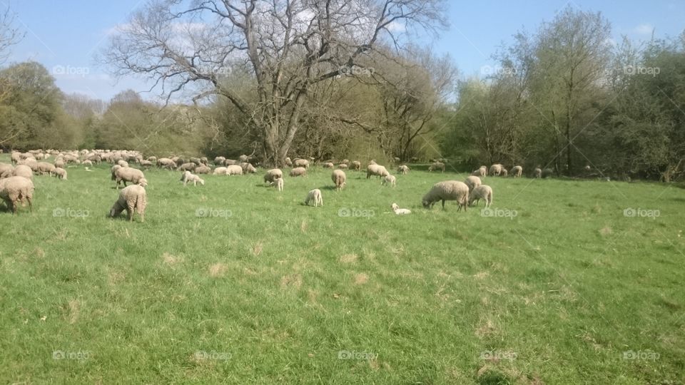 sheep eating and relaxing on field on a warm and sunny spring day