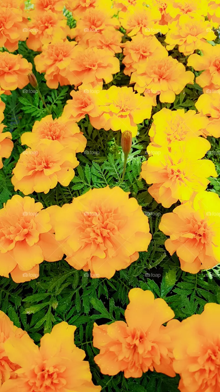 flowers