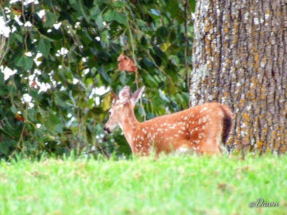Fawn