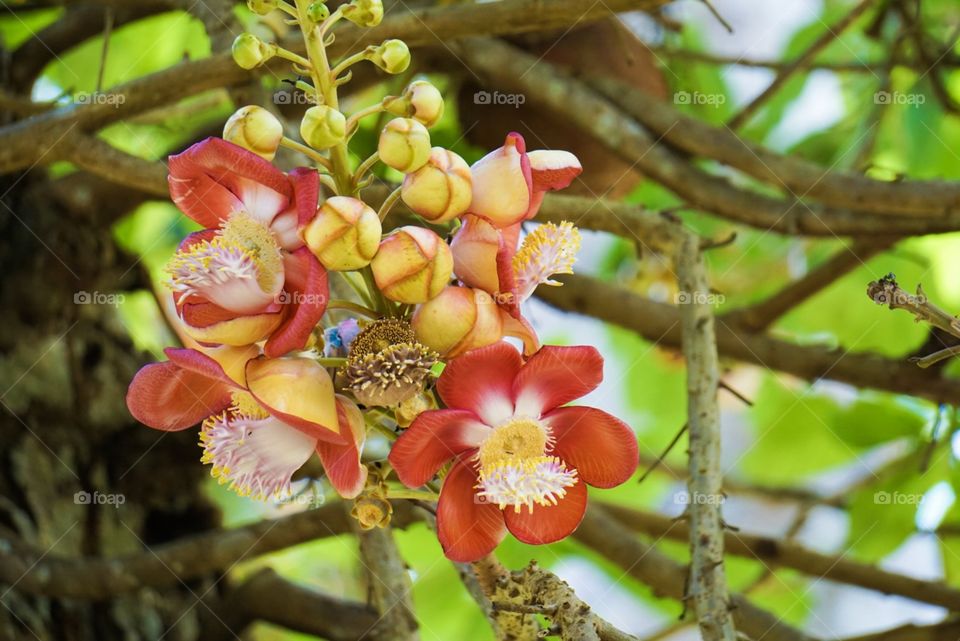 Nature, Flower, Tree, Flora, Leaf