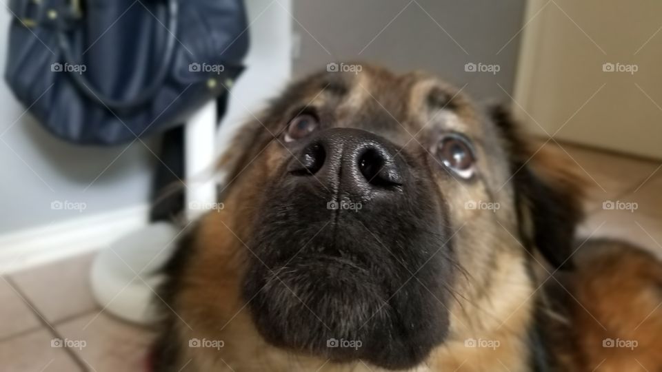 beautiful dog looking up