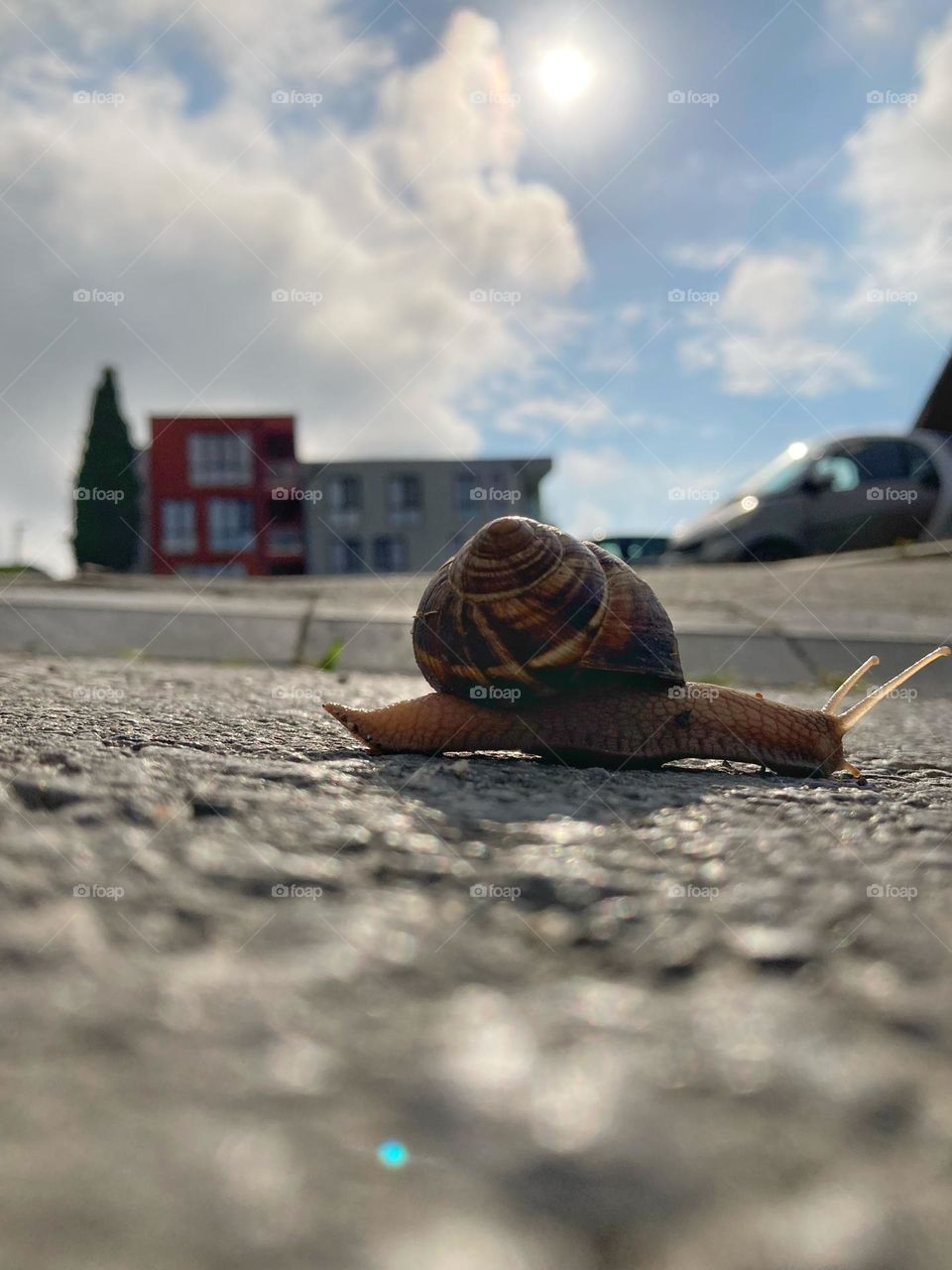 Snail on the ground 