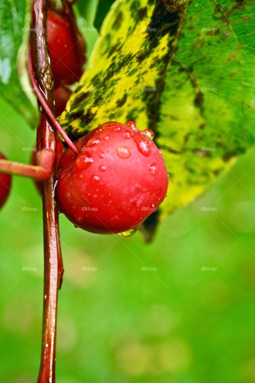 Cherry after rain. This is a cherry with water drops on it
