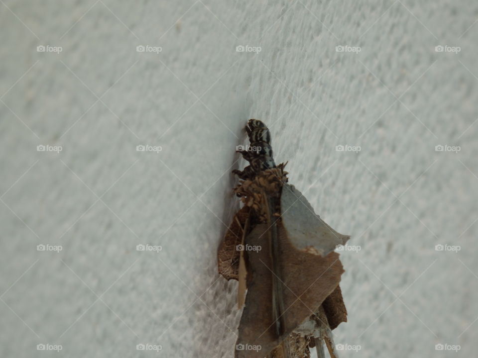 Caterpillar in the cocoon