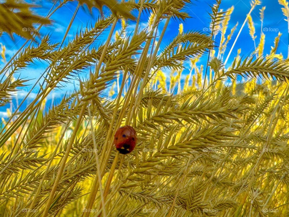 LADY BUG IN PRAIRIE FIELD