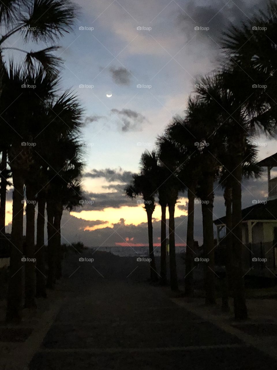 Beach sunrise with a crescent moon and palm trees