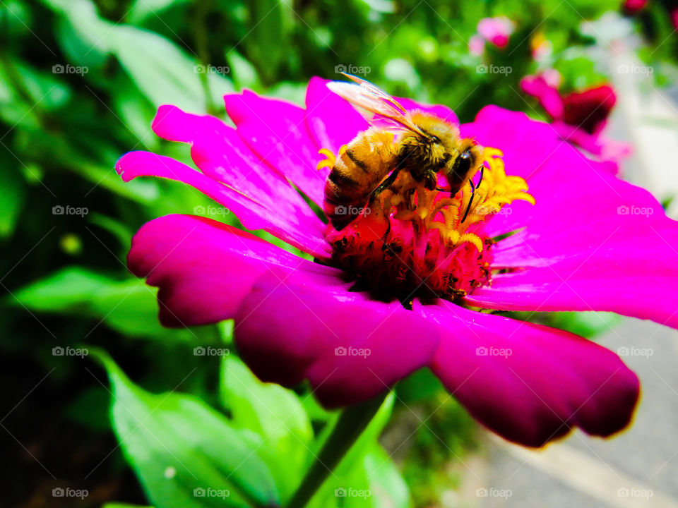 The bee is on the flower.