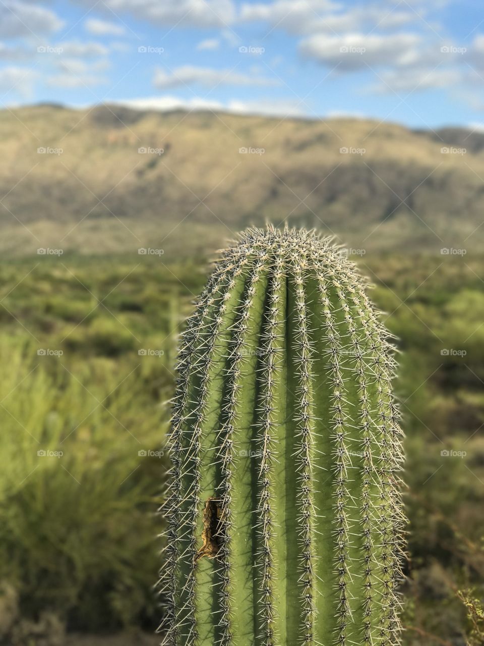 Desert Landscape- Cactus 