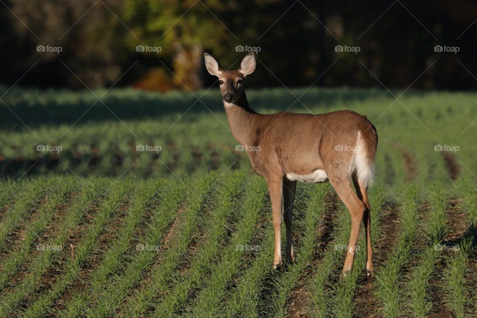 Deer