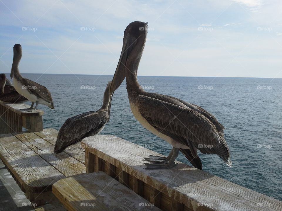 beach buddies