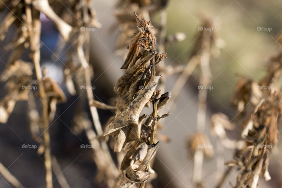 Close-up of dry leafs