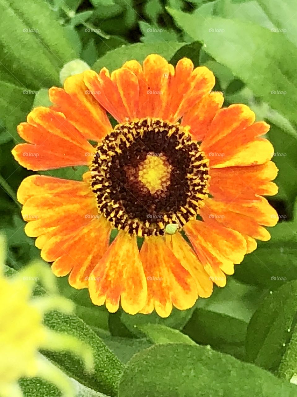 Sunny orange and yellow flower