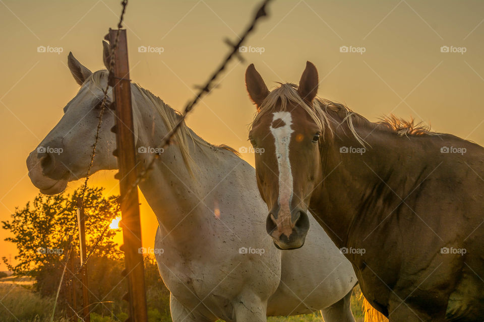 Sunset in Oklahoma.  golden hour.