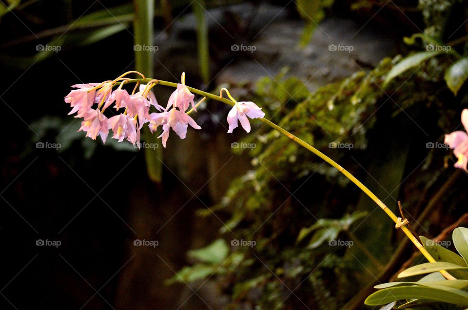Dendrobium Orchids