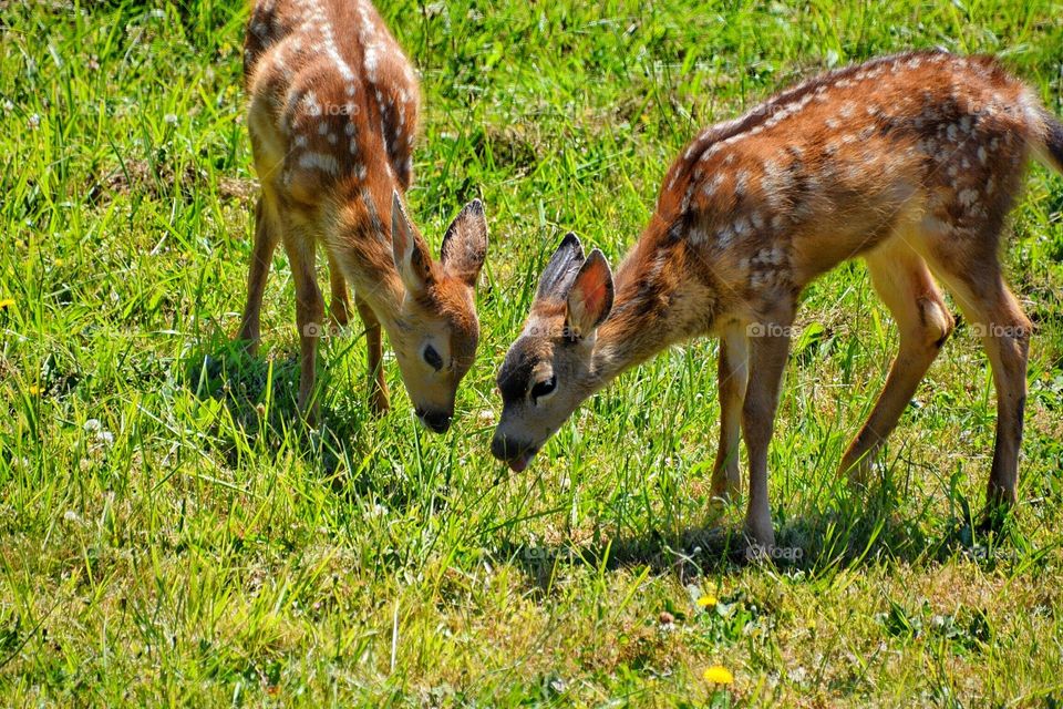 Twin fawns