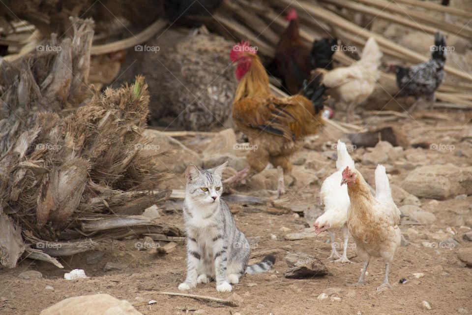 Gray cat and pets in the countryside in the desert.